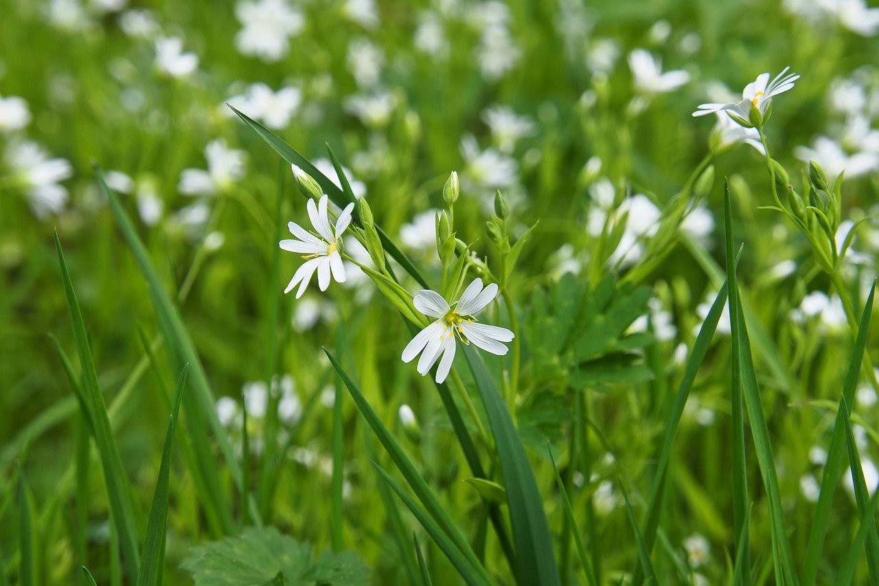 Appeal to Nature - A Philosophical Fault in Natural Sciences